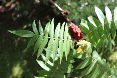 Rhus typhina - škumpa orobincová - list